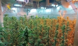 Desmantelada una plantaci&oacute;n de marihuana en una vivienda con un detenido en Fuentes de Andaluc&iacute;a